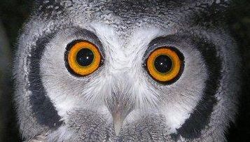 hibou