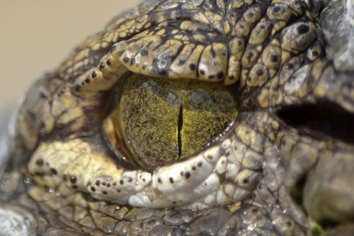 800px-A_crocodiles_eye_%287825799462%29.jpg