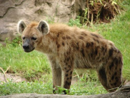 Hyena+(22).jpg