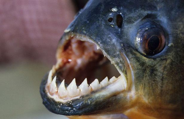 Un piranha d'Amazonie